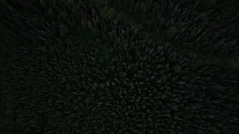 Push in on Lush Green Forest Revealing Cloud Covered Mountain Stock Footage 217849417