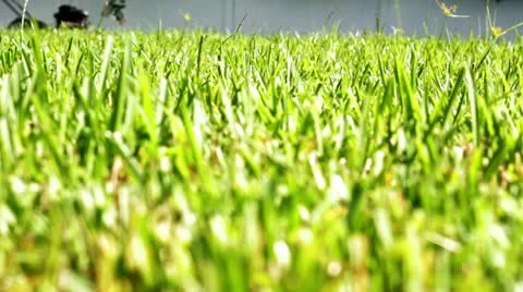Push mower cuts grass Video stock 11397326