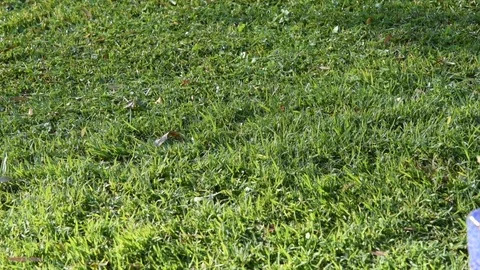 Push mower cutting the lawn 스톡 동영상 91337479