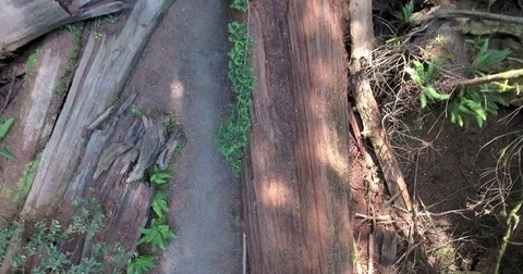 Push out of a bird's eye view of a fallen Redwood tree Stock Footage 72981738