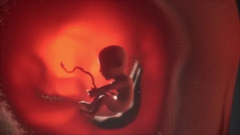 A Push out from fetus head to fetus within womb Stock Footage 155221775