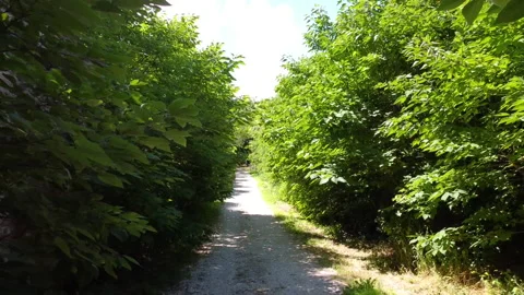Push out through thick vegetation and the gate of Faraone Vecchio, Abruzzo Stock Footage 136459763
