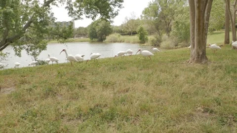 Push in pan down to  white ibis the in grass foraging pecking beside the edge of Stock Footage 270191552
