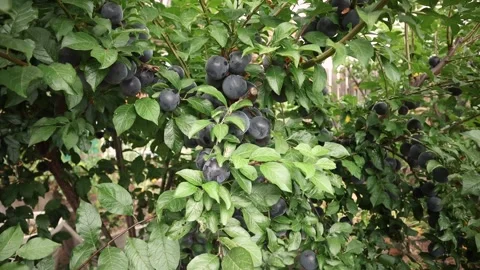 Push in on plum tree Stock Footage 201388028