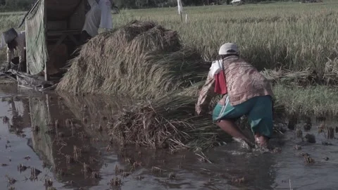 Push the rice grain Stock Footage 154918873