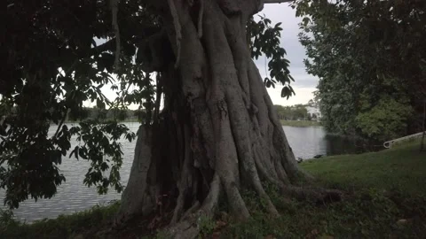 Push in shot banyan tree at Crescent Lake Park and ducks in St. Petersburg, FL Stock Footage 257580838