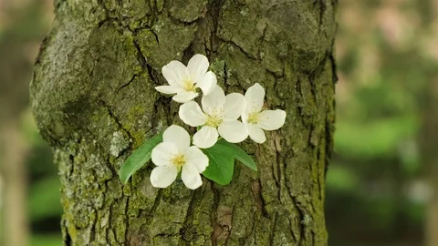 Push in shot of a flower growing out of a tree trunk. Stock Footage 109073282