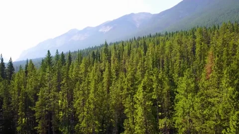Push in shot on forest in front of huge mountians Stock Footage 160808363