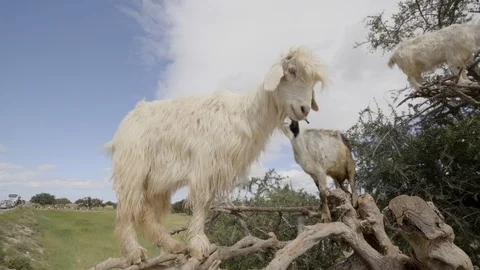 A push in shot of a goat climbing argan tree in northwest Africa Stock Footage 100244305
