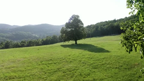 Push In Shot Of Huge Lonely Tree, Standing In The Middle Of Green Meadow. Stock Footage 257200088