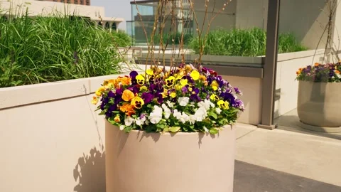 Push in shot of a large flower pot containing an array of colorful Stock Footage 249235491