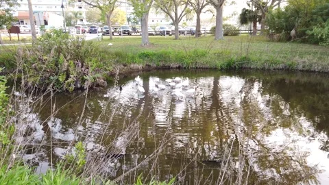 Push in shot Low angle shot over green grass into a round blue lake with bush in Stock Footage 267511750