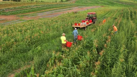 Push in shot of men picking corn in a field and loading onto a flatbed trailer Video stock 135897439