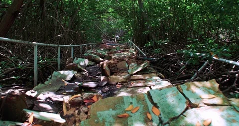 A push in shot over a very rough broken concrete path into mangrove forest Stock-Footage 98189835