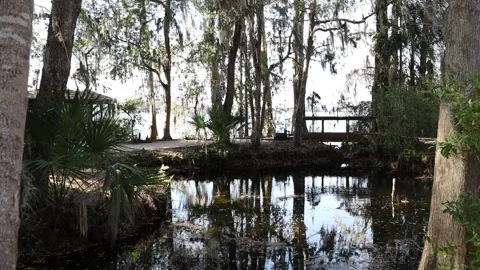 Push in shot at park Video stock 238039606