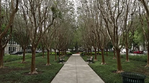 Push in shot at park Video stock 245452765