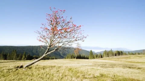 Push in Shot, Tilting Up On Red Flowering Tree on Top of The Hill. Stock Footage 210776898