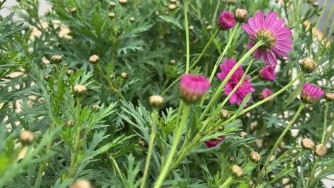 Push-In Shot of Vibrant Magenta Spring Flowers on a Sunny Day Vídeos de archivo 333723408