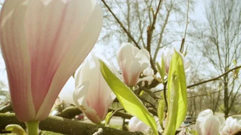 Push in slider move of White Flowers in Spring, Sunny Day Stock Footage 161408904