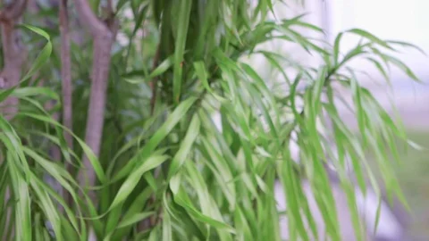 Push in on small tropical plant Stock Footage 76850727