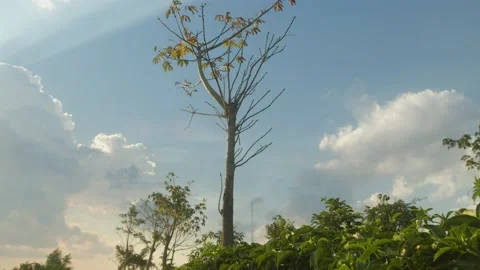 Push In on Sunny Tree Stock Footage 194853793