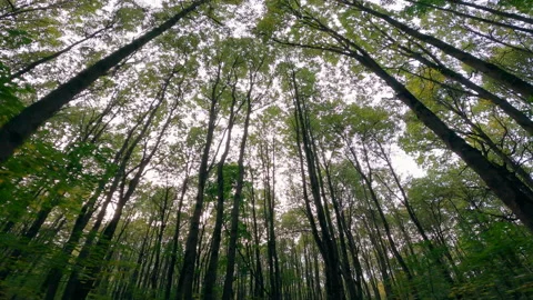 Push through a dense green wild forest. The focus is directed from the bottom up Stock Footage 222451917
