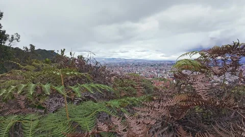 Push in Through Fern-Covered Hill Overlooking Urban Cityscape Under Moody C.. Stock Footage 345082934