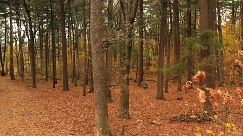 PUSh THROUGH FOREST Stock Footage 187099675