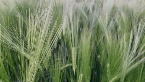 Push in through growing barley in field Stock Footage 156596199