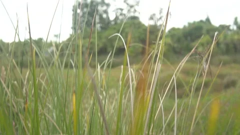 Push Through Long Native Grass Stock Footage 201177296