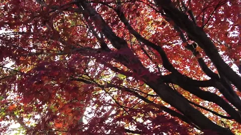 PUSH THROUGH RED LEAVES Stock Footage 187097113