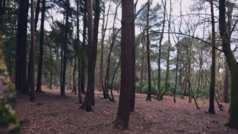 Push through shot of a dense forest Vídeo Stock 126082399