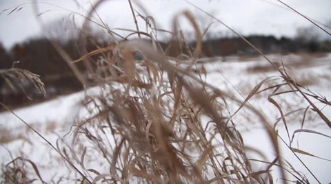 Push Through Snowy Weeds Super Slow Motion Stock Footage 33864560