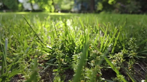 PUSH THRU GRASS Stock Footage 195666197