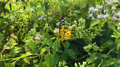 Push in towards False Tiger Moth resting on colourful Siam weed flower swaying Stock Footage 322738517