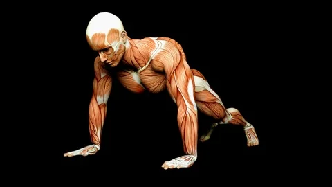 Push Ups Human Muscles Anatomy Medical Tendons Stock Footage 101239628