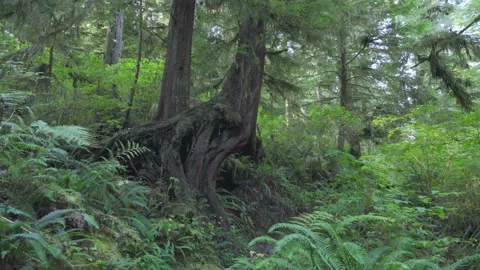 Push in, Walking Down a Forest Trail Vídeo Stock 165357961