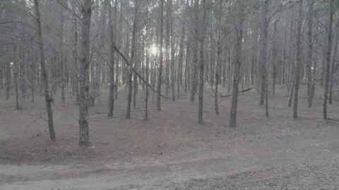 Push in to Woods Video stock 101994599