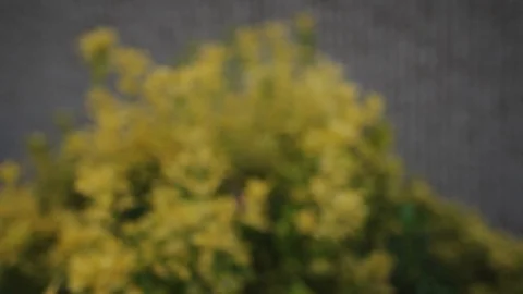 Push in on a yellow leafy bush Stock Footage 111345424