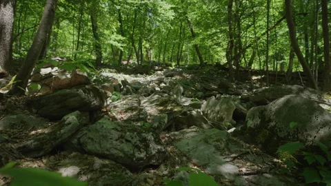 Pushing forward through rocky dark forest in eastern Pennsylvania in summer Stock Footage 246873406