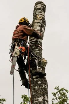 Pushing a thick cut piece. Stock Photos