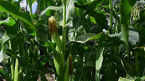 Pushing throgh the Sweet Corn Stock Footage 150734809