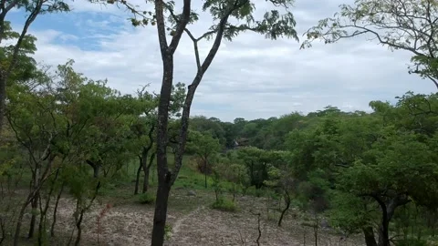 Pushing through African forest at dusk towards a small river running through the Stock Footage 149077054