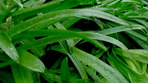 Pushing through and past lush thick green leaves in rainforest in the rain Stock Footage 106780486