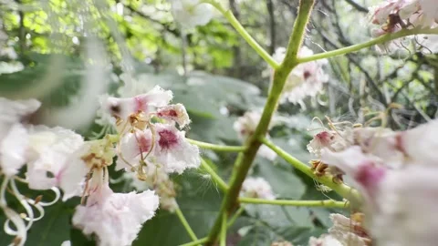 Pushing through delicate chestnut tree flowers detail Vídeos de archivo 334760135
