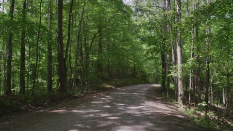 Pushing through forested dirt road in North Carolina with mixed sun light Stock Footage 204106733