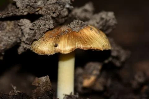 Pushing Through Stock Photos