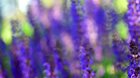 Pushing in top a patch of lavender Stock Footage 153859403