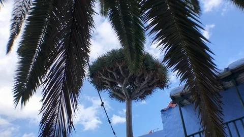 PUSHING IN TO THE TREE Stock Footage 103310947