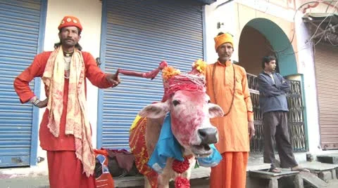 Pushkar camel fair Stock Footage